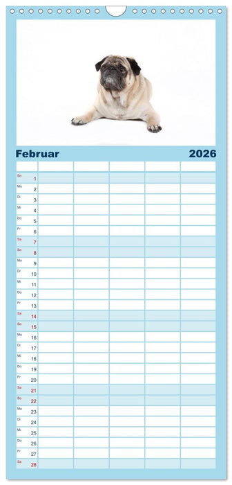 Mops - unwiderstehlich und charmant (CALVENDO Familienplaner 2026)
