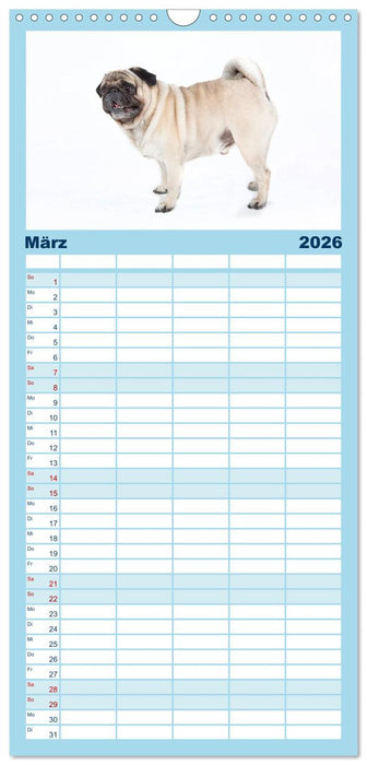 Mops - unwiderstehlich und charmant (CALVENDO Familienplaner 2026)