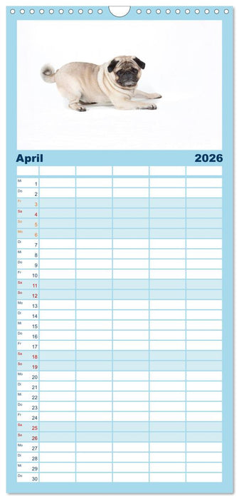 Mops - unwiderstehlich und charmant (CALVENDO Familienplaner 2026)