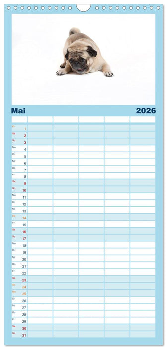Mops - unwiderstehlich und charmant (CALVENDO Familienplaner 2026)