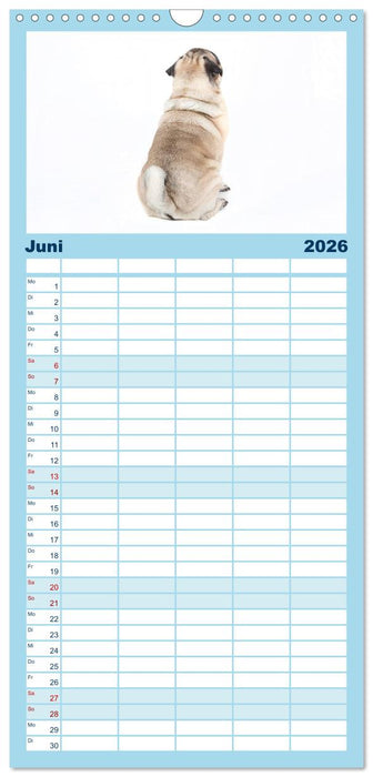 Mops - unwiderstehlich und charmant (CALVENDO Familienplaner 2026)