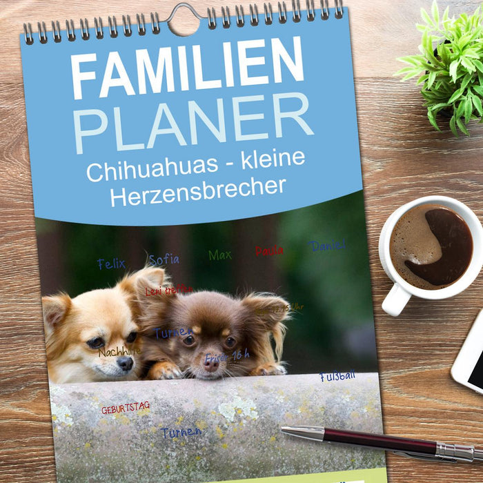 Chihuahuas - kleine Herzensbrecher (CALVENDO Familienplaner 2026)