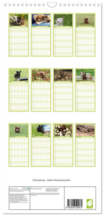 Chihuahuas - kleine Herzensbrecher (CALVENDO Familienplaner 2026)
