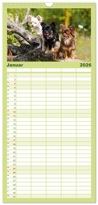 Chihuahuas - kleine Herzensbrecher (CALVENDO Familienplaner 2026)