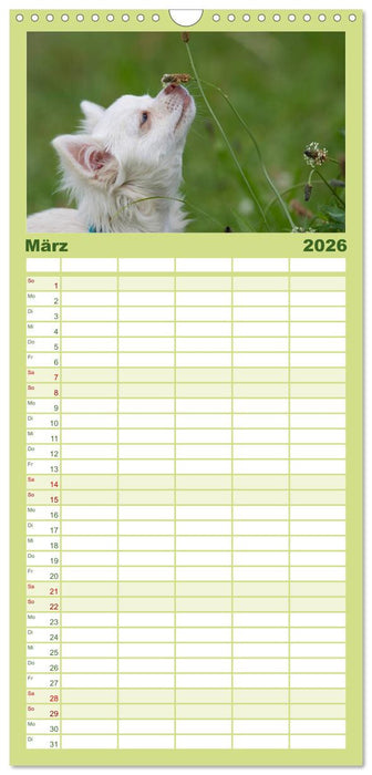 Chihuahuas - kleine Herzensbrecher (CALVENDO Familienplaner 2026)