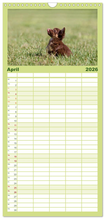 Chihuahuas - kleine Herzensbrecher (CALVENDO Familienplaner 2026)