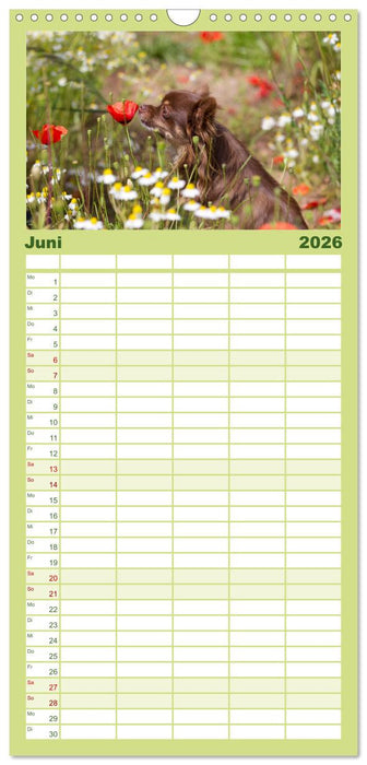 Chihuahuas - kleine Herzensbrecher (CALVENDO Familienplaner 2026)