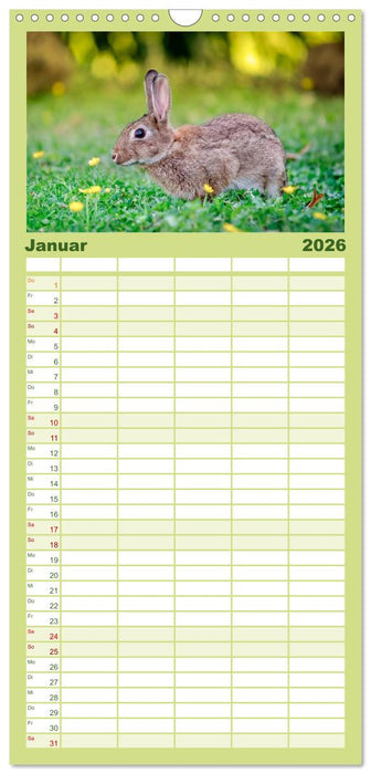 Feldhasen und Kaninchen (CALVENDO Familienplaner 2026)