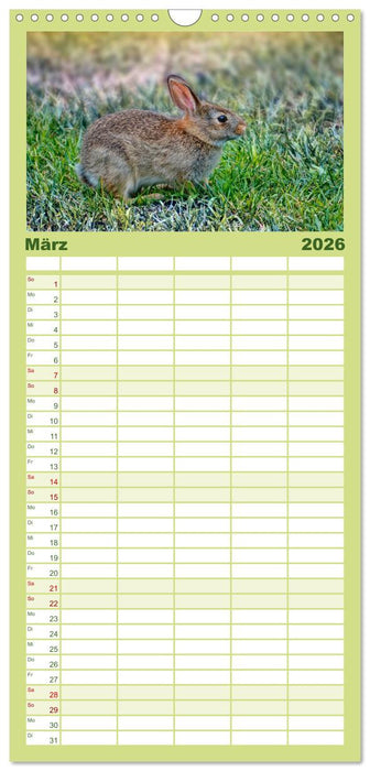 Feldhasen und Kaninchen (CALVENDO Familienplaner 2026)