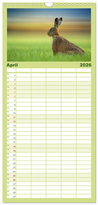 Feldhasen und Kaninchen (CALVENDO Familienplaner 2026)