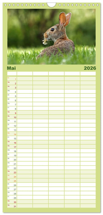 Feldhasen und Kaninchen (CALVENDO Familienplaner 2026)