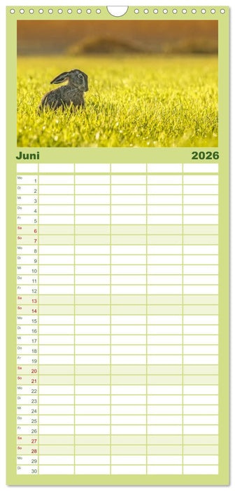 Feldhasen und Kaninchen (CALVENDO Familienplaner 2026)