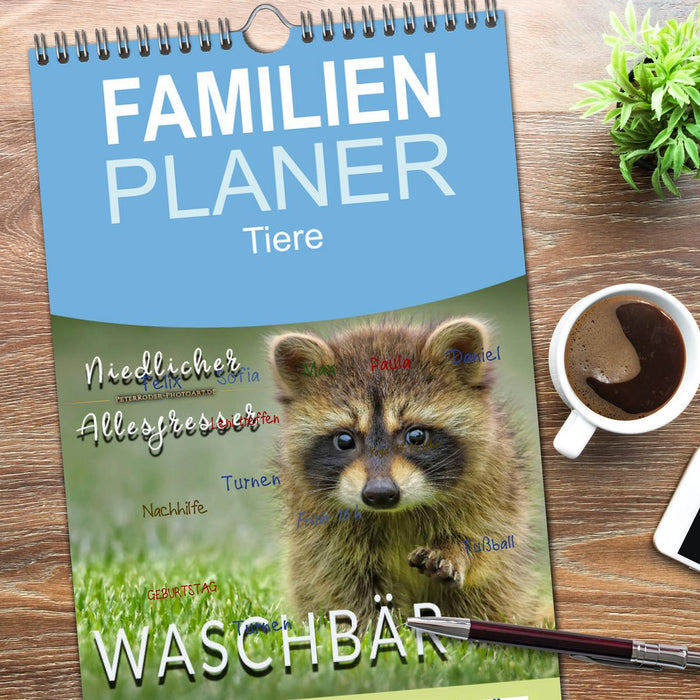 Waschbär - Niedlicher Allesfresser (CALVENDO Familienplaner 2026)