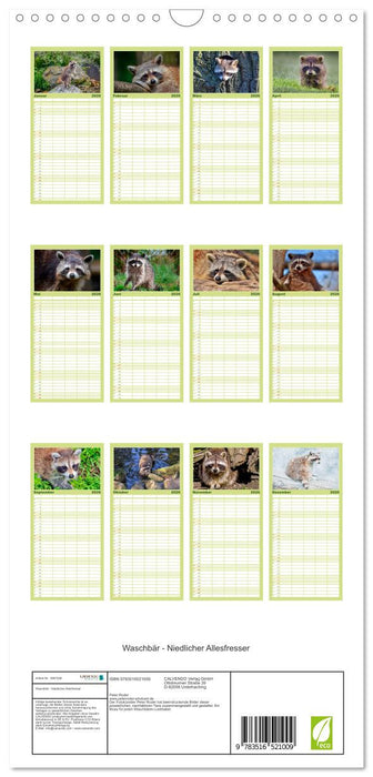 Waschbär - Niedlicher Allesfresser (CALVENDO Familienplaner 2026)
