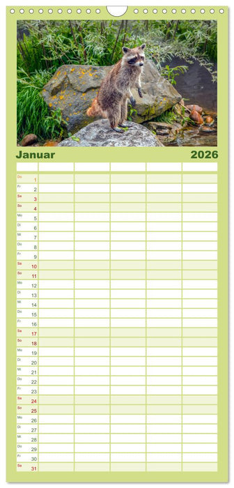 Waschbär - Niedlicher Allesfresser (CALVENDO Familienplaner 2026)