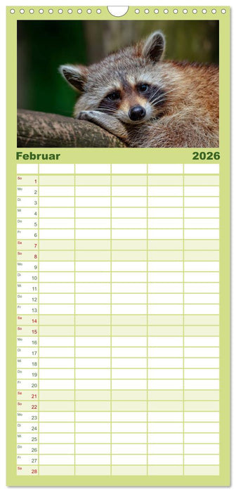 Waschbär - Niedlicher Allesfresser (CALVENDO Familienplaner 2026)