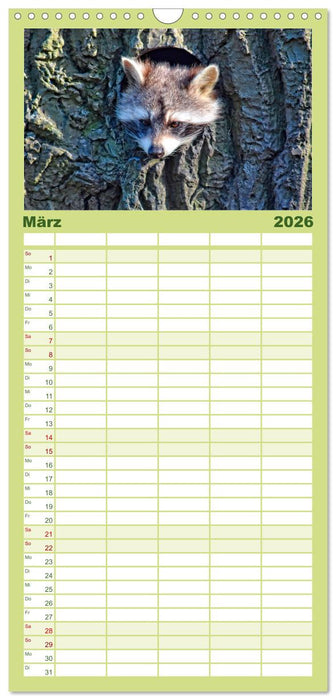 Waschbär - Niedlicher Allesfresser (CALVENDO Familienplaner 2026)