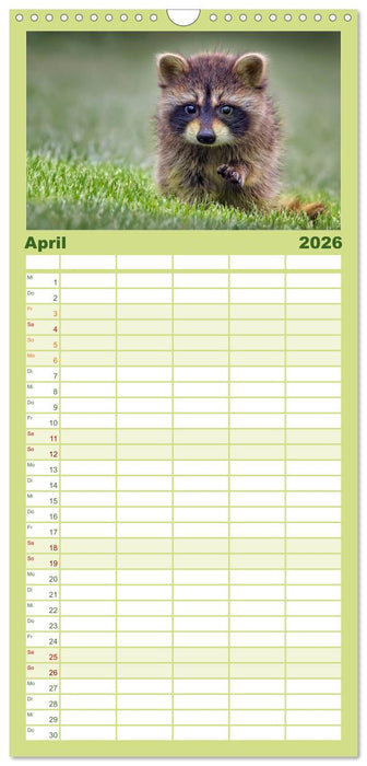 Waschbär - Niedlicher Allesfresser (CALVENDO Familienplaner 2026)