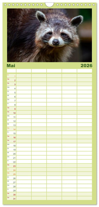 Waschbär - Niedlicher Allesfresser (CALVENDO Familienplaner 2026)