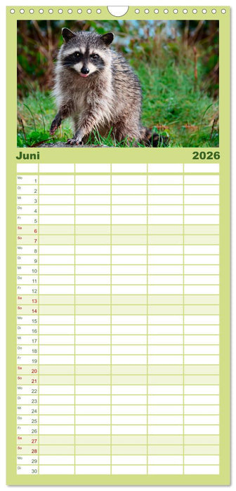 Waschbär - Niedlicher Allesfresser (CALVENDO Familienplaner 2026)