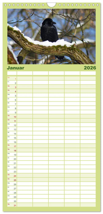 Das Leben der Rabenvögel (CALVENDO Familienplaner 2026)
