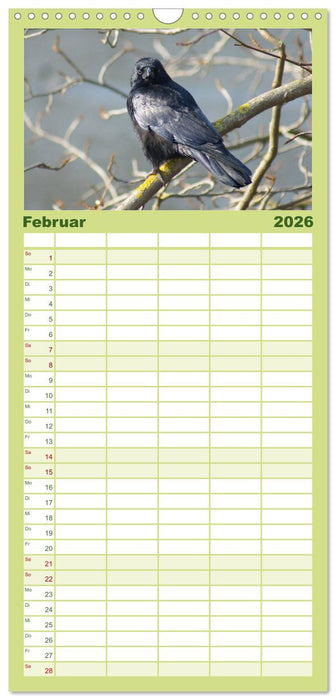 Das Leben der Rabenvögel (CALVENDO Familienplaner 2026)