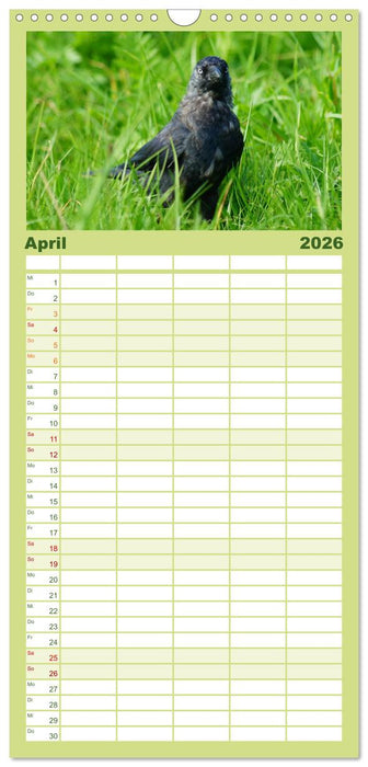 Das Leben der Rabenvögel (CALVENDO Familienplaner 2026)