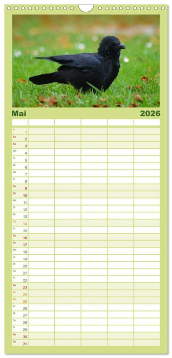 Das Leben der Rabenvögel (CALVENDO Familienplaner 2026)