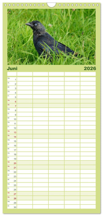 Das Leben der Rabenvögel (CALVENDO Familienplaner 2026)