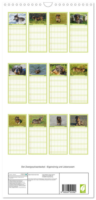 Der Zwergrauhaardackel - Eigensinnig und Liebenswert (CALVENDO Familienplaner 2026)