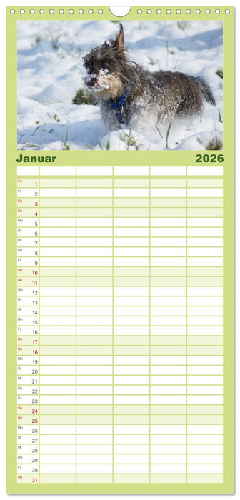 Der Zwergrauhaardackel - Eigensinnig und Liebenswert (CALVENDO Familienplaner 2026)