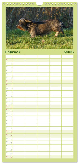 Der Zwergrauhaardackel - Eigensinnig und Liebenswert (CALVENDO Familienplaner 2026)