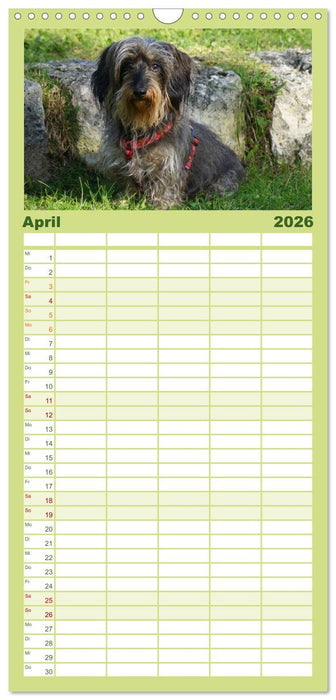 Der Zwergrauhaardackel - Eigensinnig und Liebenswert (CALVENDO Familienplaner 2026)