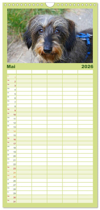 Der Zwergrauhaardackel - Eigensinnig und Liebenswert (CALVENDO Familienplaner 2026)