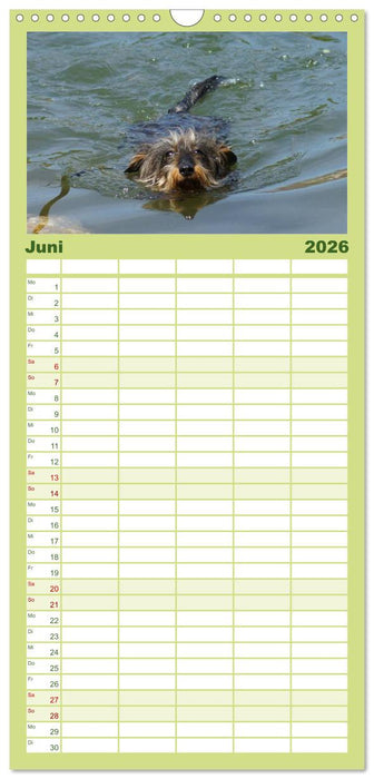 Der Zwergrauhaardackel - Eigensinnig und Liebenswert (CALVENDO Familienplaner 2026)