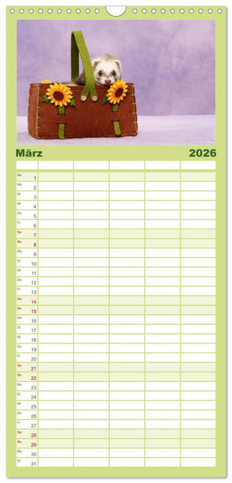 Frettchen - Ferrets (CALVENDO Familienplaner 2026)