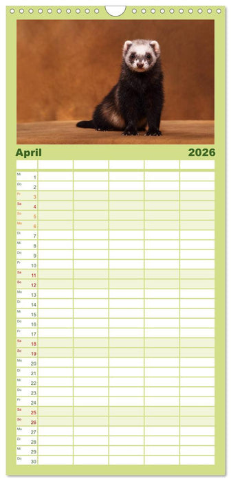 Frettchen - Ferrets (CALVENDO Familienplaner 2026)