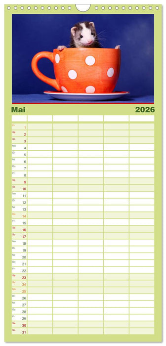 Frettchen - Ferrets (CALVENDO Familienplaner 2026)