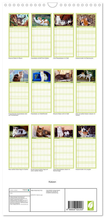 Katzen (CALVENDO Familienplaner 2026)