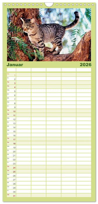Katzen (CALVENDO Familienplaner 2026)