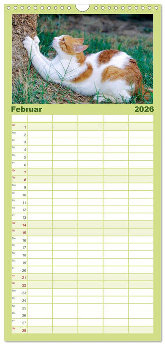 Katzen (CALVENDO Familienplaner 2026)