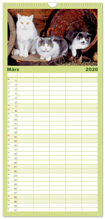 Katzen (CALVENDO Familienplaner 2026)