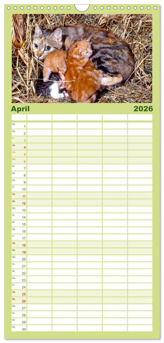 Katzen (CALVENDO Familienplaner 2026)