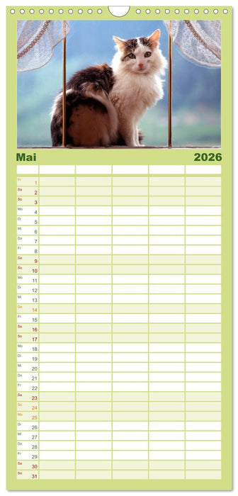Katzen (CALVENDO Familienplaner 2026)