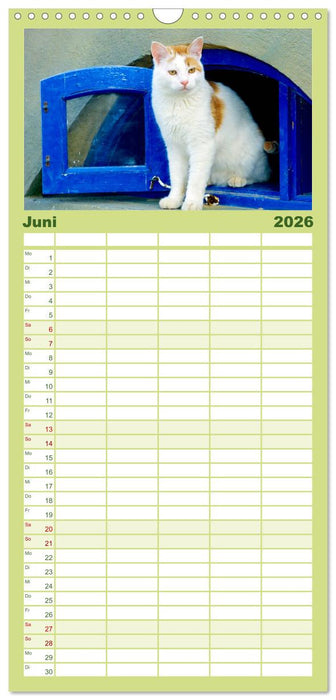 Katzen (CALVENDO Familienplaner 2026)