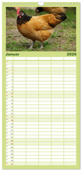 Die Welt der Hühner (CALVENDO Familienplaner 2026)