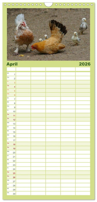 Die Welt der Hühner (CALVENDO Familienplaner 2026)