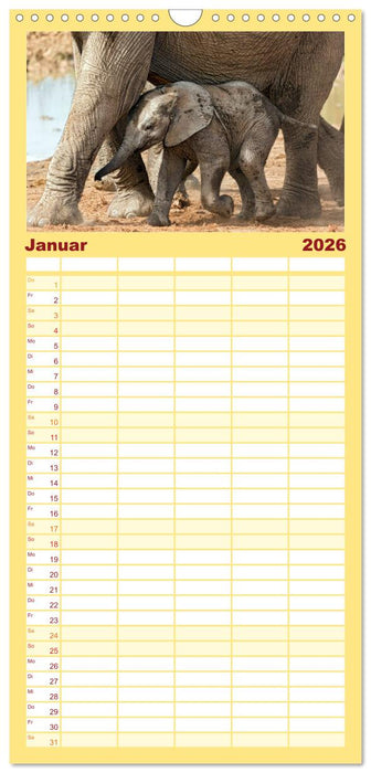 Afrikas Tierwelt: Elefantenbabys (CALVENDO Familienplaner 2026)