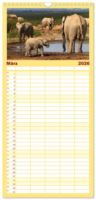 Afrikas Tierwelt: Elefantenbabys (CALVENDO Familienplaner 2026)