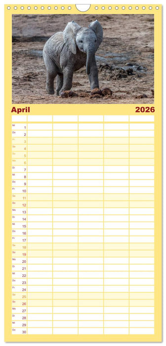 Afrikas Tierwelt: Elefantenbabys (CALVENDO Familienplaner 2026)